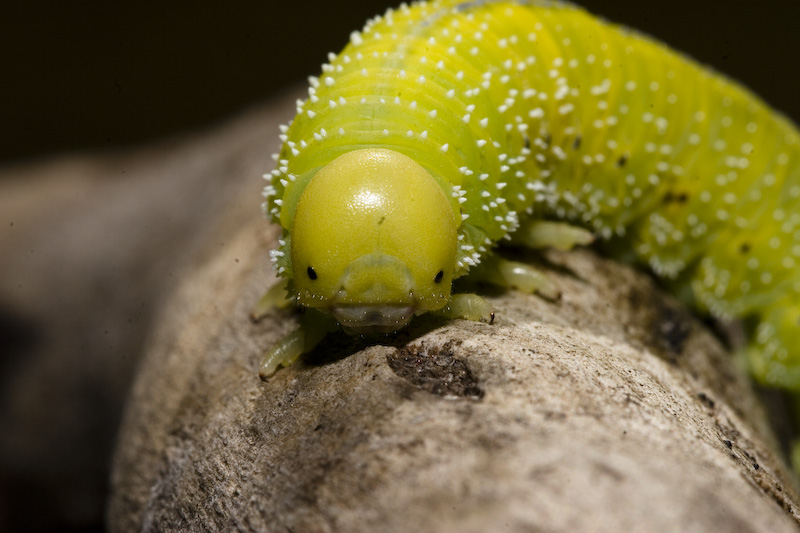 Larva di Argidae?